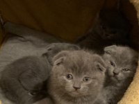 En safkan kediler ömürlük yuvasına gidiyor!