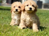 Kalite ve güvenin adresinden maltipoo bebeklerimiz