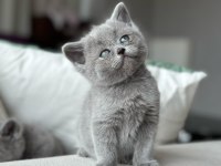 Gri british shorthair yavrumuz