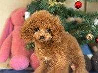 Mini Teddy Poodle