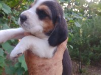 Şampiyon Soyundan Beagle Yavrular