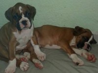Irk Garantili Boxer Yavruları