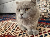 Bal Gözlü Scottish Fold