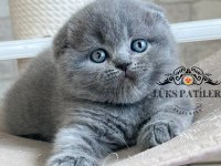 Ayıcık Surat Gri Scottish Fold
