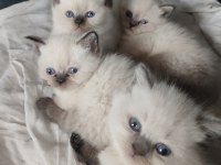 Safkan Üretim British Shorthair