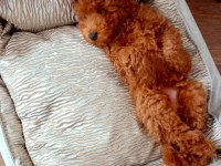 Harika Bir Köpektir