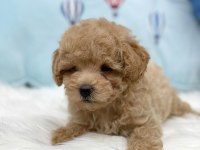 Efsane Maltipoo Yavruları