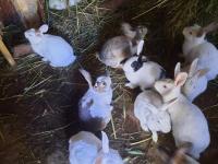 Kaliforniya Damalı Tavşan