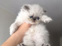 Exotic Shorthair Bebeklerimiz