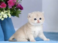Show Kalite British Shorthair Golden Bebekler