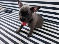 French Bulldog Köpeklerim
