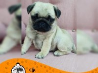 Pug mops gül kuyruk yavrularımız