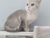 Teslime Hazır British Shorthair Yavrular