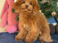 Mini Teddy Poodle