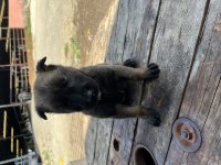 A++ Belgium Malinois Yavrularımız