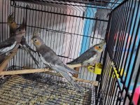 Yavru Bebek Sultan Papağanlar