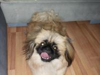 5-6 ay erkek pekinez