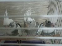 Her renk evcil yavru mevcut sultan papağanı