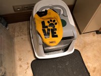 Kedimiz Sophie Ömürlük Yuvasını Arıyor