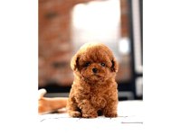 Sağlık Ve Irk Garantili Toy Poodle Yavrularım