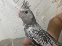 Yavrular 4 adet sultan mevcut kaçırılmayacak fırsat