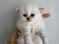 A+++ kalitede özenle bakılan yavru kedilerimiz