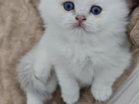 Kar Beyazı British Longhair Kedimiz