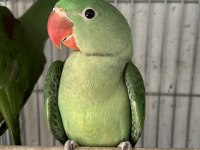 El besleme bebek alexander papağanı