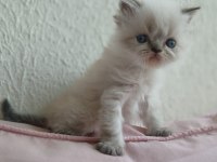 İran Kedisi Miniklerimiz Ailelerini Bekliyor