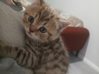 50 Günlük British Golden Yavrumuz