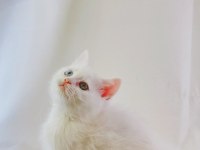 En Çok Konuşan: Farklı Gözlere Sahip Beyaz British Shorthair