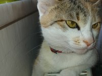 Kızımda Alerji Çıktı O Yüzden Kedimi Vermek Zorundayım