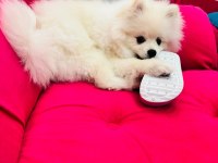 6 Aylık Eğitimli Pomeranian