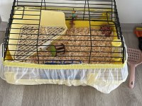 Guinea Piglerimize Yuva Arıyorum