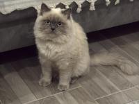 Blue Point British Longhair Ücretsiz Sahiplendirilecek