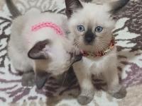 Safkan Siyam Kedisi Yavruları