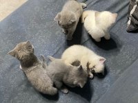 2 aylık british shorthair yavrular