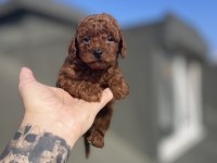 Red Brown Toy Poodle Yavruları