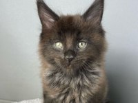 Safkan Maine Coon 03.03.2025 Doğumlu