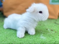 Hollanda teddy lop tavşanlar