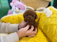 Aşılı Toy Poodle Yavrularımız