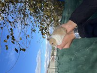 Orijinal Cüce Tavşanımız