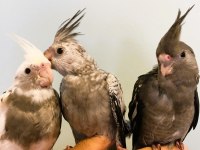 Yavru Sultan Papağanları Full Evcil Yeme Düşmüş Wf White