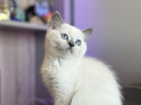 Lynx British Shorthair Bebekler