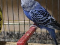 Sağlıklı Muhabbet Kuşu