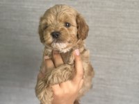 Ev Ortamında Büyüyen Maltipoo Yavrular