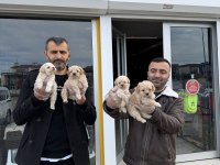 En Güzel Maltipoo Yavruları Ankara Mağazamızda Canlı Görün