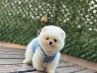 Üst kalite pomeranian yavrular