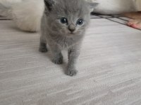 Gümüş Kardeş Kediler