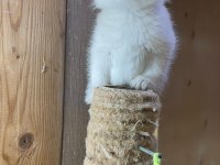 British Longhair Golden Point Dişi